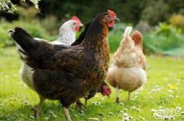  فروش مرغ پنج تا هفت ماه