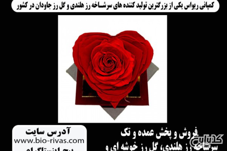 فروش ویژه گل رز جاودان قلبی در سراسر کشور