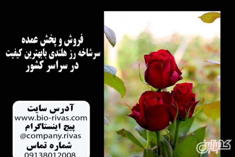 فروش عمده گل رز در اصفهان