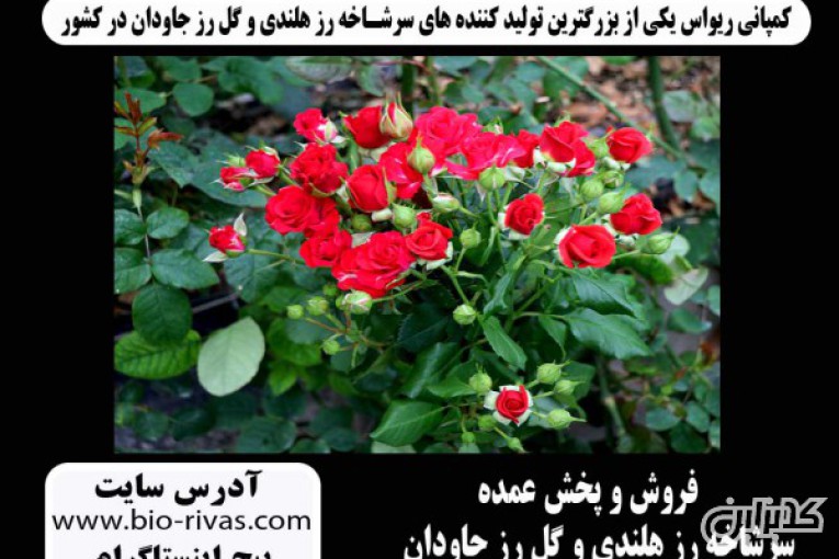 فروش عمده گل رز در اصفهان