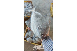 فروش انواع ماهی ومیگو