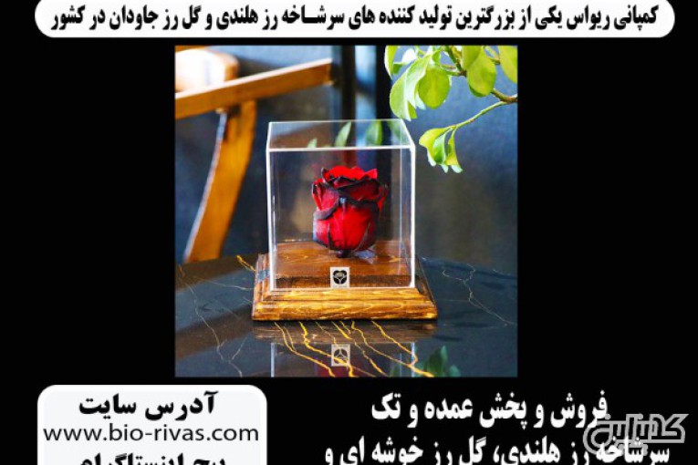 فروش وژه گل رز هلندی در یزد