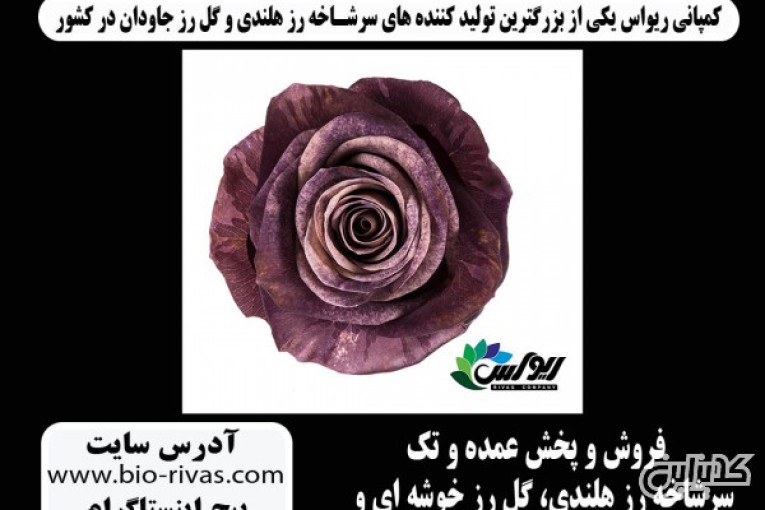 فروش وژه گل رز هلندی در یزد