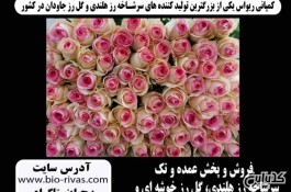 پخش و فروش سرشاخه رز هلندی در کرمان