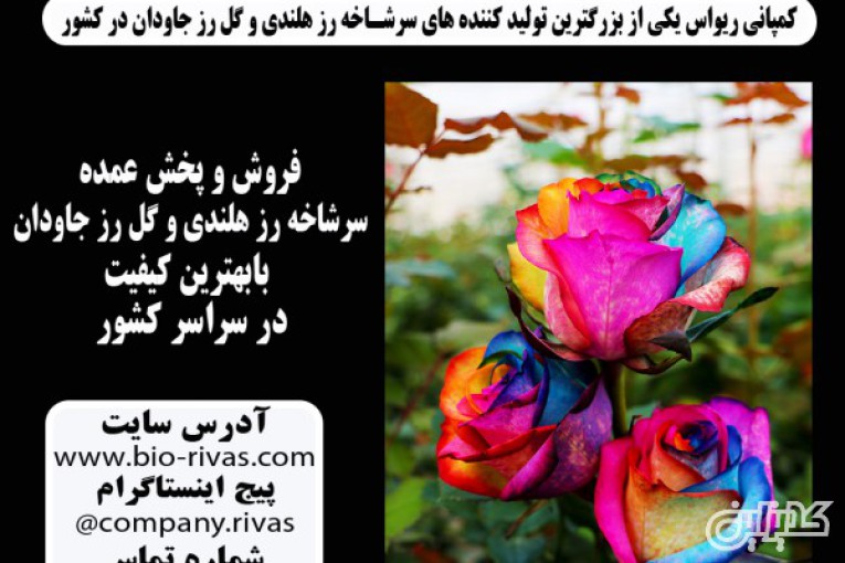 پخش و فروش سرشاخه رز هلندی در کرمان