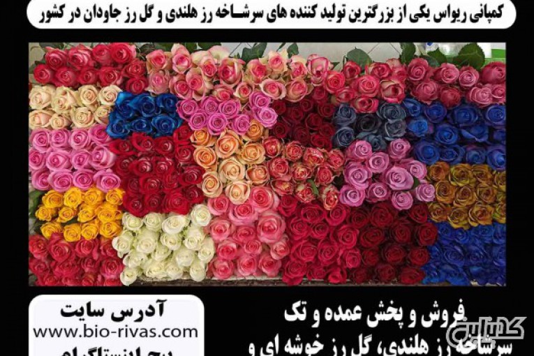 پخش و فروش سرشاخه رز هلندی در اصفهان