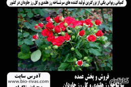 گل رز خوشه ای با بهترین قیمت در اصفهان