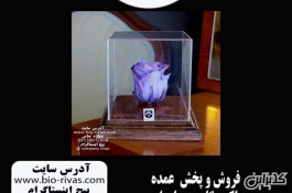 باکس گل رز جاودان در اصفهان