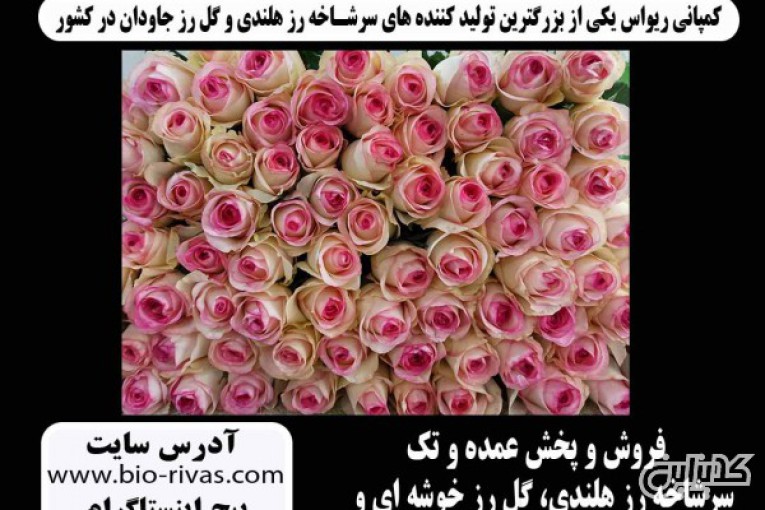 فروش ویژه سرشاخه رز هلندی در تهران