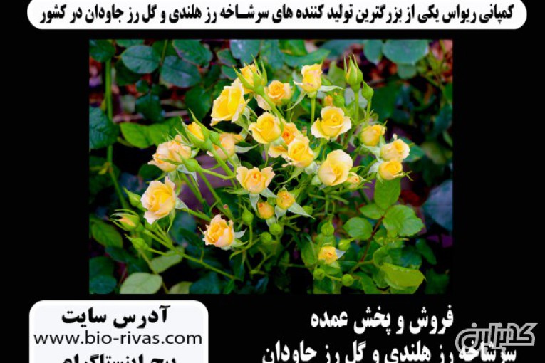 گل رز هلندی با بهترین قیمت در تهران