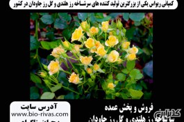 گل رز هلندی در تهران