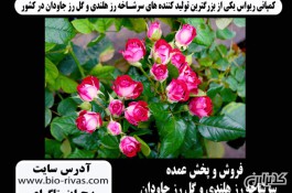 گل رز هلندی در ارومیه