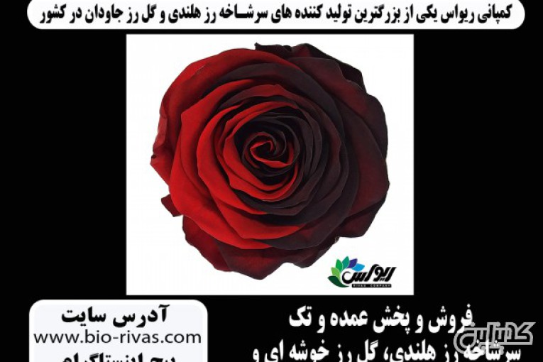 فروش عمده گل رز جاودان در تبریز