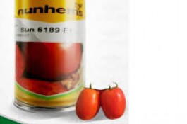 فروش بذر گوجه فرنگی سانسید 6189