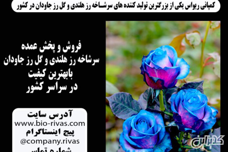 باکس گل رز جاودان در زنجان