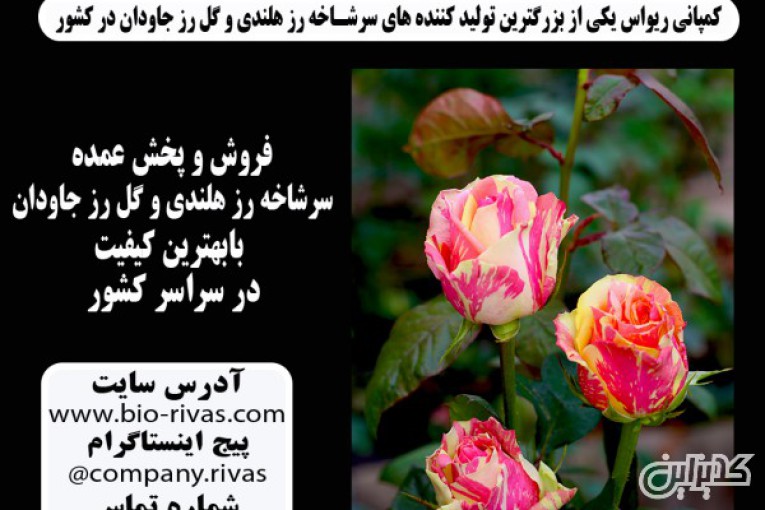 فروش و پخش عمده گل رز هلندی در تهران