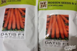 فروش بذر هویج داتیس 