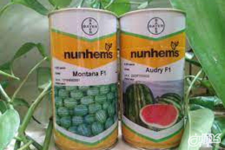 فروش بذر هندوانه مونتانا 