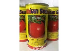 فروش بذر گوجه فرنگی یونی ژن 