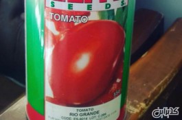 فروش بذر گوجه فرنگی الیت 