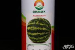فروش بذر هندوانه سانمیک