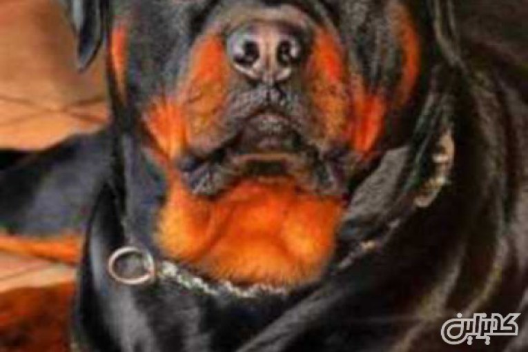 فروش سگ روتوایلر اصیل المانی