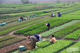 مزایده جهاد کشاورزی استان کردستان