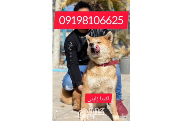قفازی سگ قفقازی در ایران فروش توله و بالغ