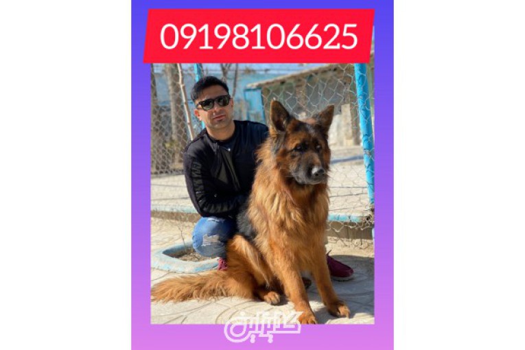 قفازی سگ قفقازی در ایران فروش توله و بالغ