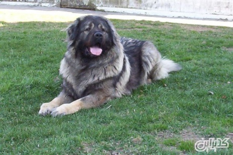 فروش سگ قفقازی_ارائه کننده بهترین توله های سگ قفقازی اصیل