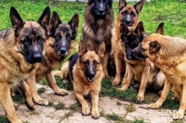 مرکز فروش و پرورش سگ های اصیل نگهبان_فروش توله و بالغ سگ ژرمن شولاین