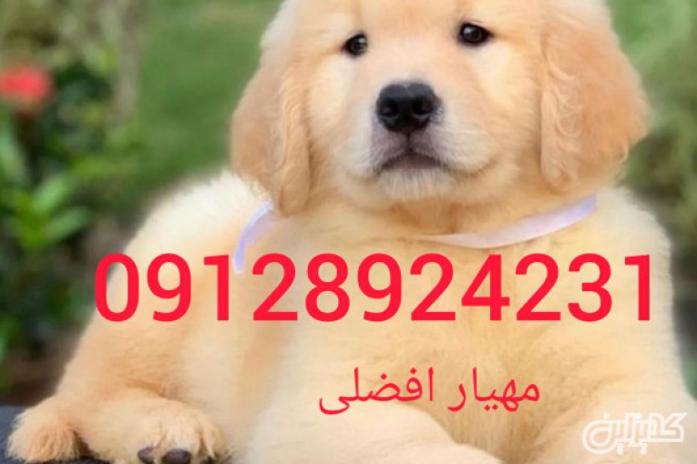سگ آپارتمانی  فروش سگ خانگی خرید حضوری از باشگاه  سگ امیرپاشا