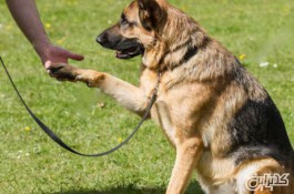 آموزش انواع سگ در البرز | داگ فارم کنل