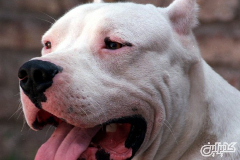 فروش سگ دوگو آرژانتینو _توله و بالغ اصیل داگو