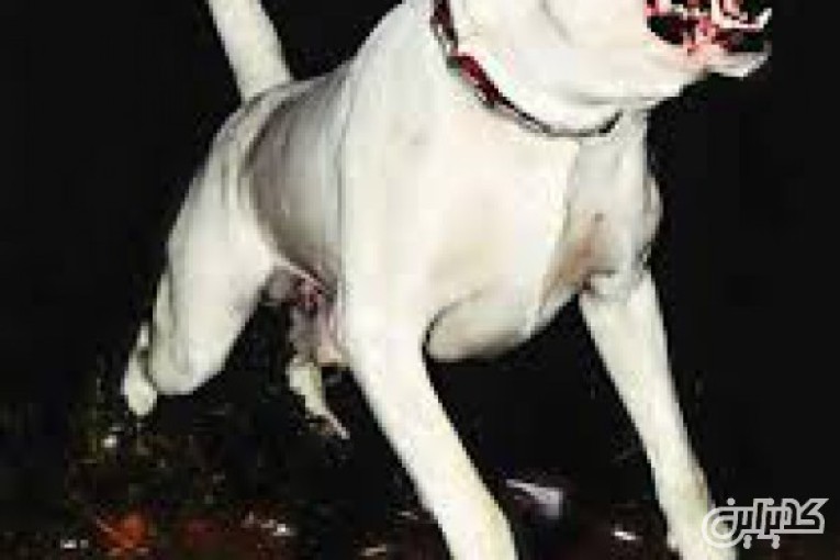 فروش سگ دوگو آرژانتینو _توله و بالغ اصیل داگو