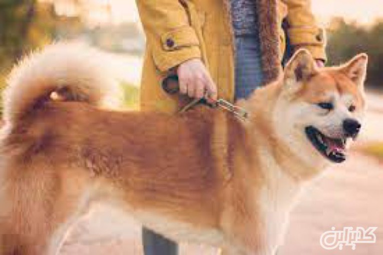 سگ آکیتا ژاپنی_مرکز تخصصی پرورش سگ آکیتا در تهران
