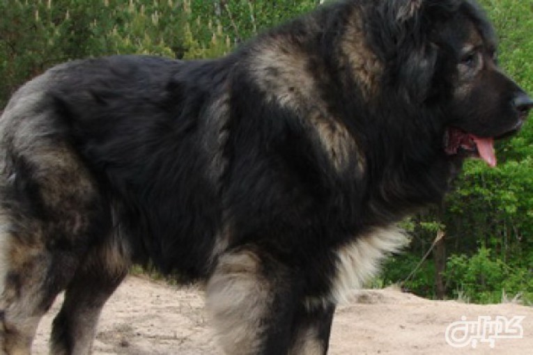فروش ویژه سگ قفقازی اصیل با بالاترین کیفیت