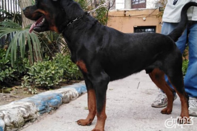قیمت سگ روتوایلر در تهران و کرج را از ما بگیرید
