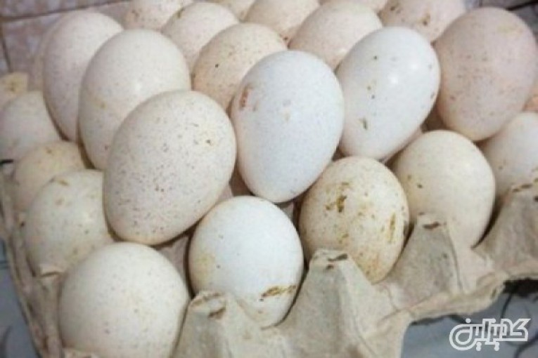 انواع تخم نطفه دار طوطیسانان#مرغ زینتی#بوقلمون#غاز