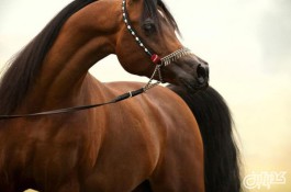 فروش و مشاوره اسب عرب درتبریز