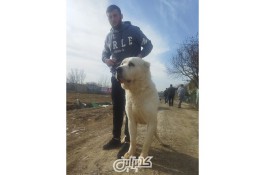 فروش سگ الابای در ایران _سگ_الابای روس