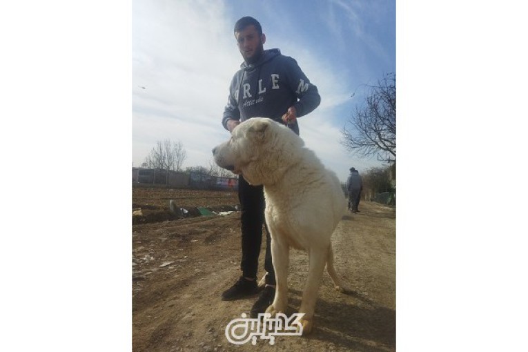فروش سگ الابای در ایران _سگ_الابای روس