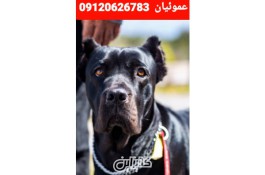 فروش سگ‌های کن کورسو در معتبرترین مجموعه در ایران