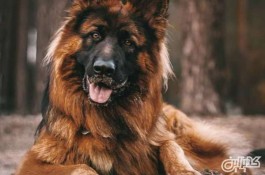 آگهی فروش سگ ژرمن شپرد تضمین اصالت و قیمت
