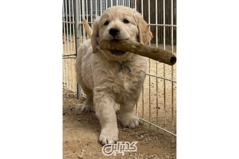 مرجع پرورش و فروش سگ گلدن رتریور اصیل در ایران