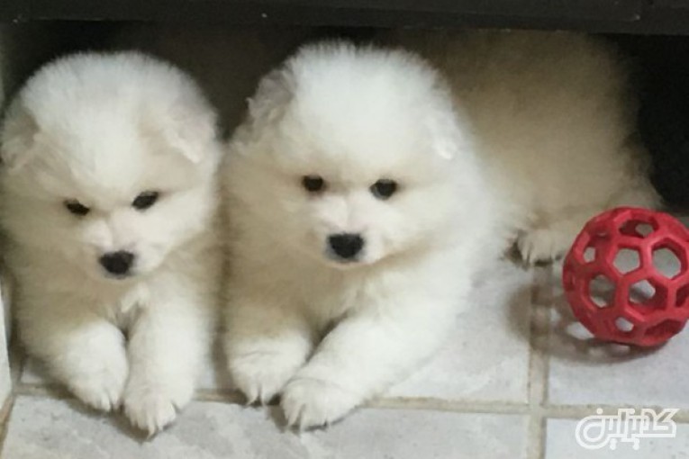 فروش سگ سامویید سفید با تراکم مو عالی: همراهی به زیبایی برف