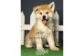 فروش سگ اکیتا ژاپنی_ توله اکیتا ژاپنی