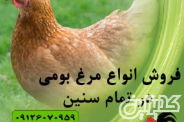 فروش جوجه مرغ بومی یک ماهه - پرورش مرغ بومی - طیور - طیور