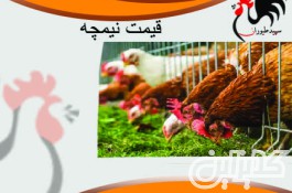 فروش و پرورش نیمچه مرغ بومی اصلاح نژاد شده - طیور